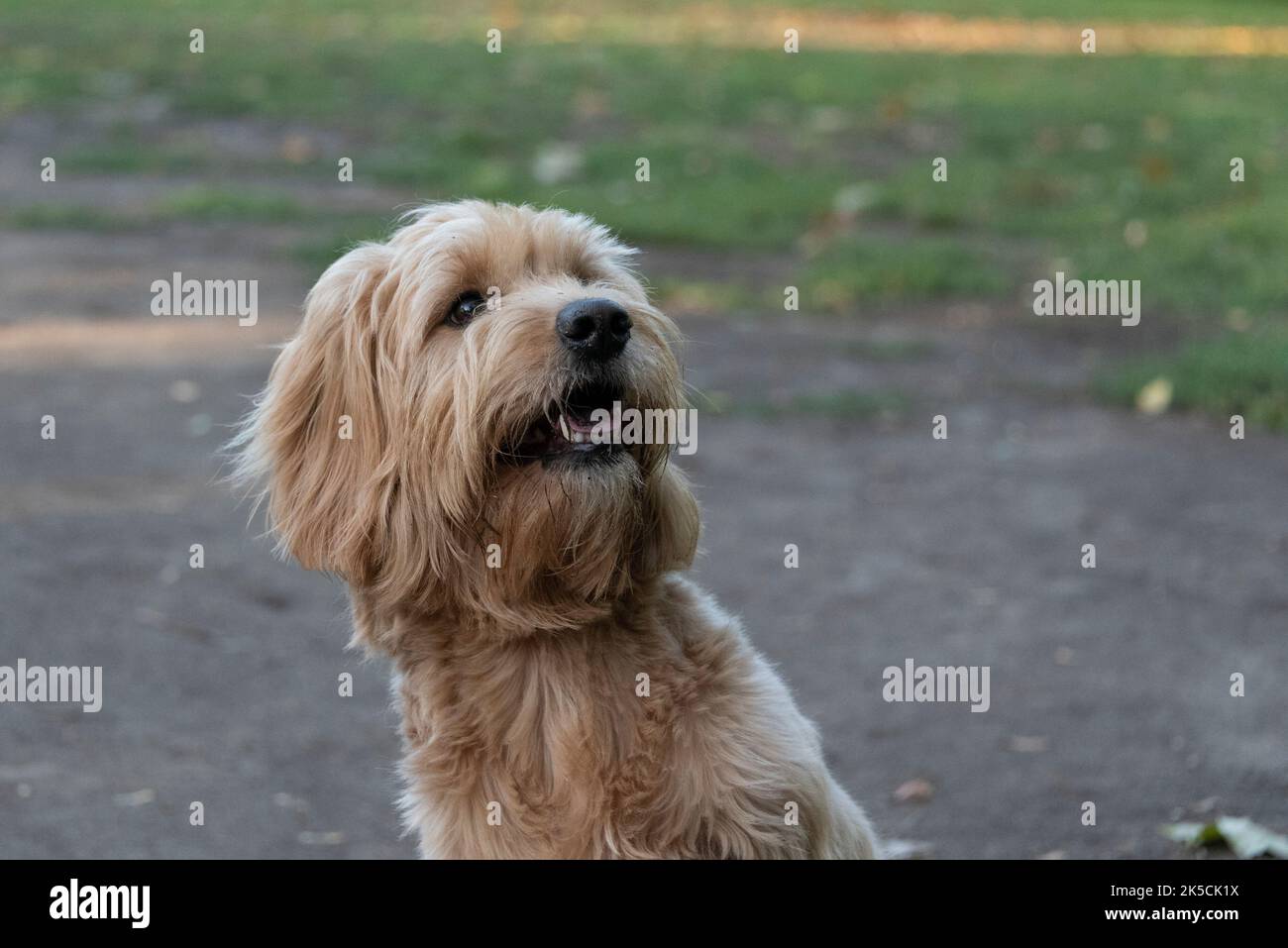 Attentive dog mini goldendoodle mix of golden retriever and toy