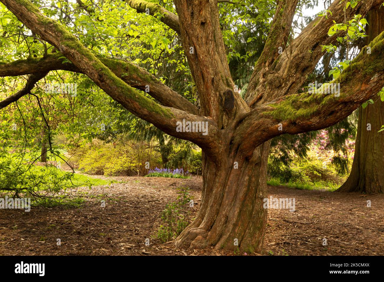 WA22153-00...WASHINGTON - Graceful old tree at the Washington Park Arboretum in Seattle. Stock Photo