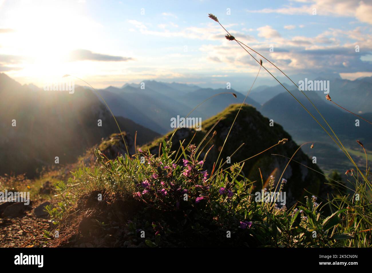 View from the summit of Schneid (2009 m) Wängle near Reutte in Tyrol, grasses in the backlight, Lechtaler Alps, Austria, Europe Stock Photo