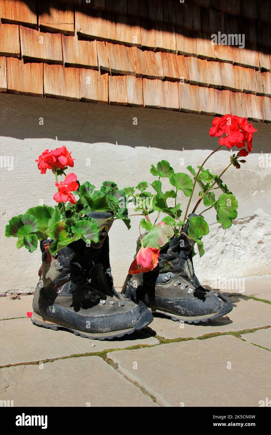 Geranium planted mountain boots on the Gehrenalpe 1610m, alp, Wängle near Reutte in Tyrol, Austria, Europe Stock Photo