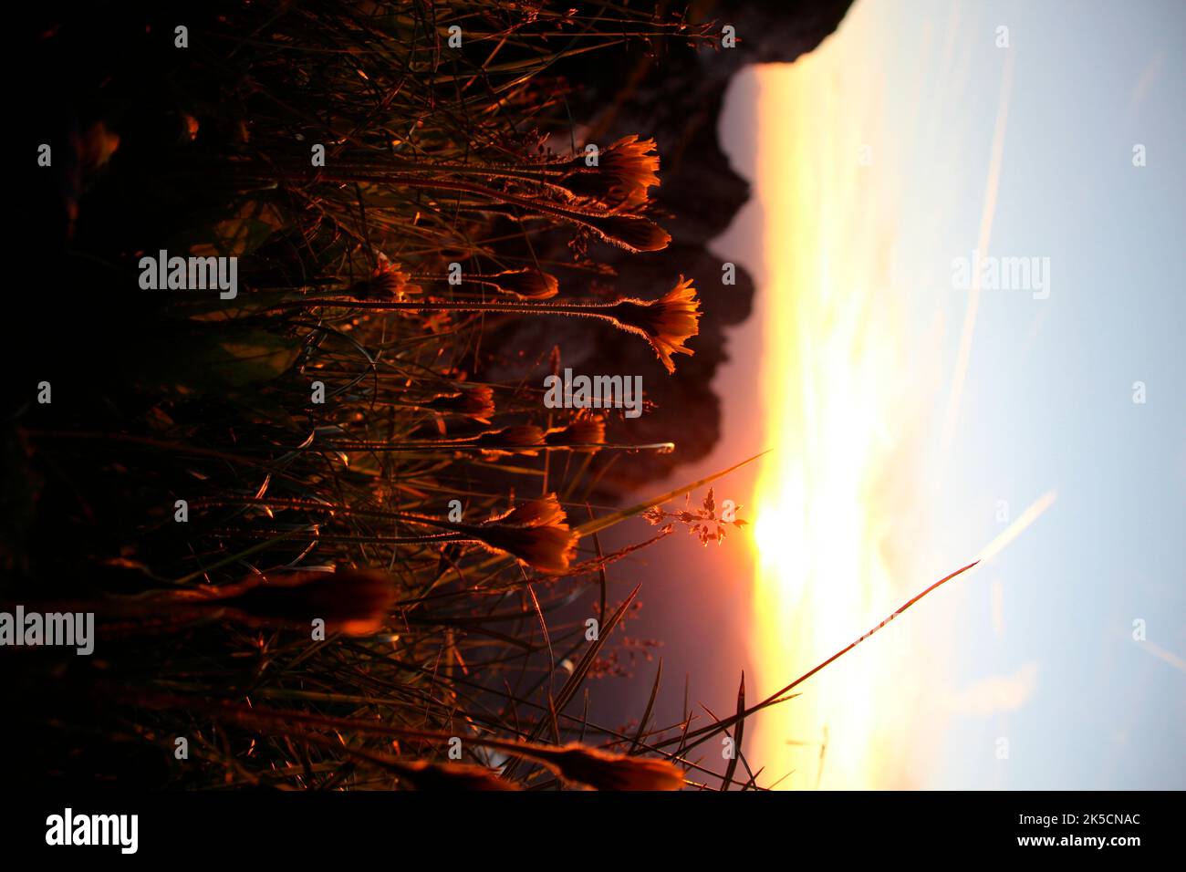 shaggy hawkweed, (Hieracium villosum), alpine flowers on the way to Viererspitze 2054 meters, evening atmosphere, Germany, Bavaria, Upper Bavaria, Werdenfelser Land, Mittenwald Stock Photo