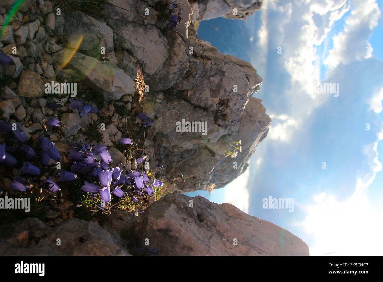 Hike to Viererspitze 2054 m, bell flowers, Campanula in front of setting sun, Wetterstein Mountains, Germany, Bavaria, Upper Bavaria, Werdenfelser Land, Isar Valley, Mittenwald Stock Photo