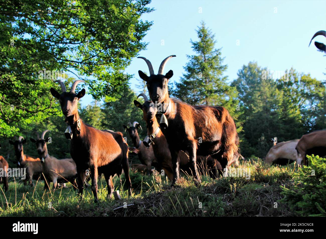 Goats on mountain meadow, herd of goats, grazing, edge of forest, Germany, Bavaria, Upper Bavaria, bunch German noble goats Stock Photo
