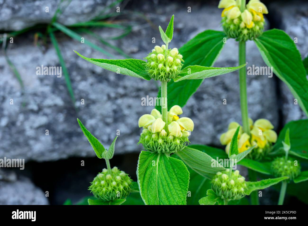 Turkish sage (Phlomis russeliana) Plant species of the fireweed genus (Phlomis) Lamiaceae. Stock Photo