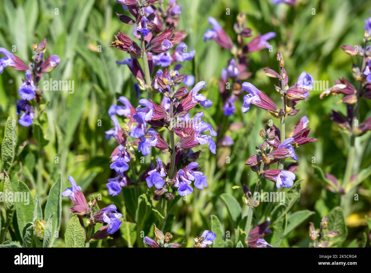 Sage (Salvia) Plant genus Labiates (Lamiaceae). Stock Photo
