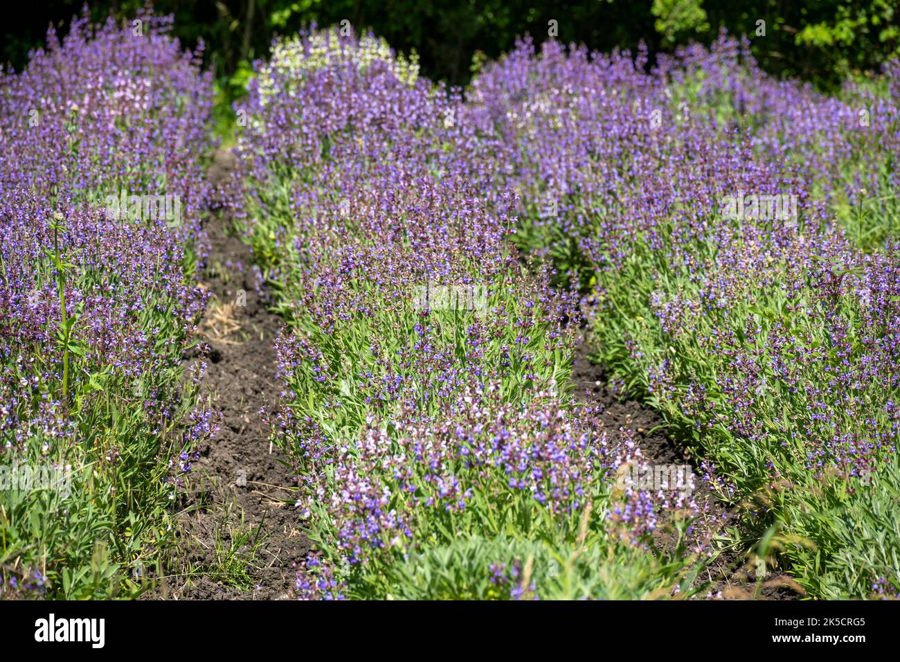 Sage (Salvia) Plant genus Labiates (Lamiaceae). Stock Photo