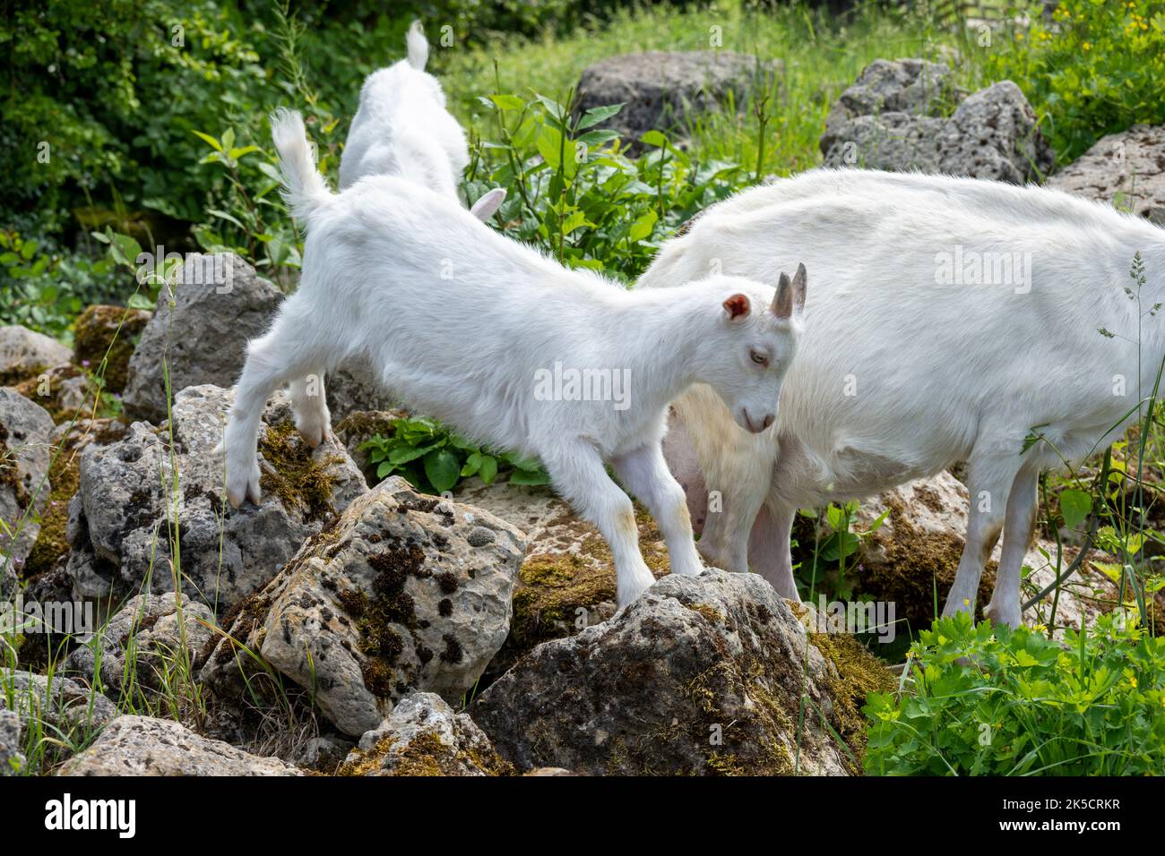 Goats (Capra), genus of horned goats (Bovidae). Stock Photo