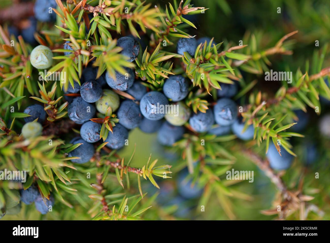 Juniper berries (Juniperus communis) Stock Photo