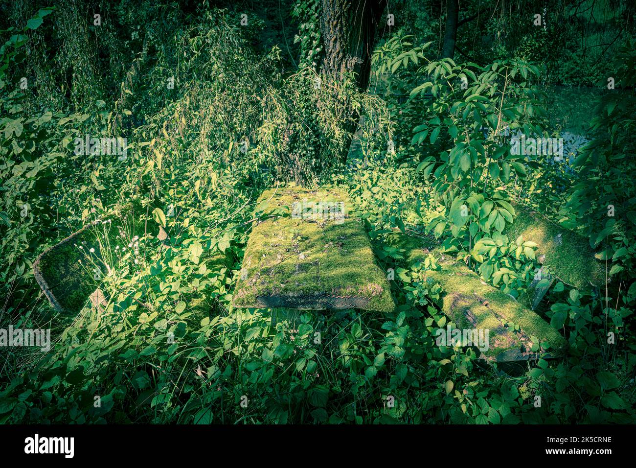 Resting place in forest, overgrown Stock Photo