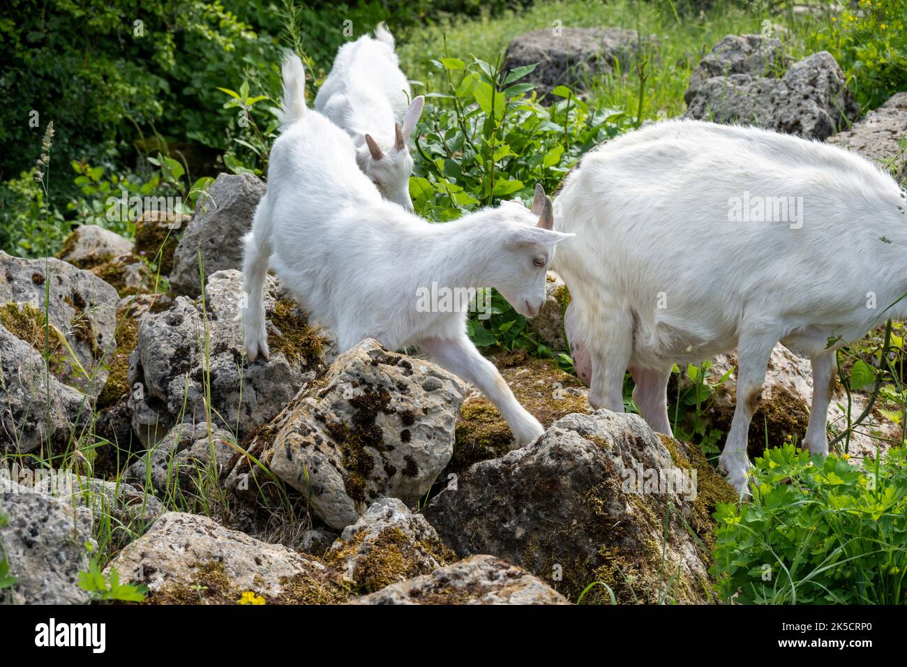 Goats (Capra), genus of horned goats (Bovidae). Stock Photo