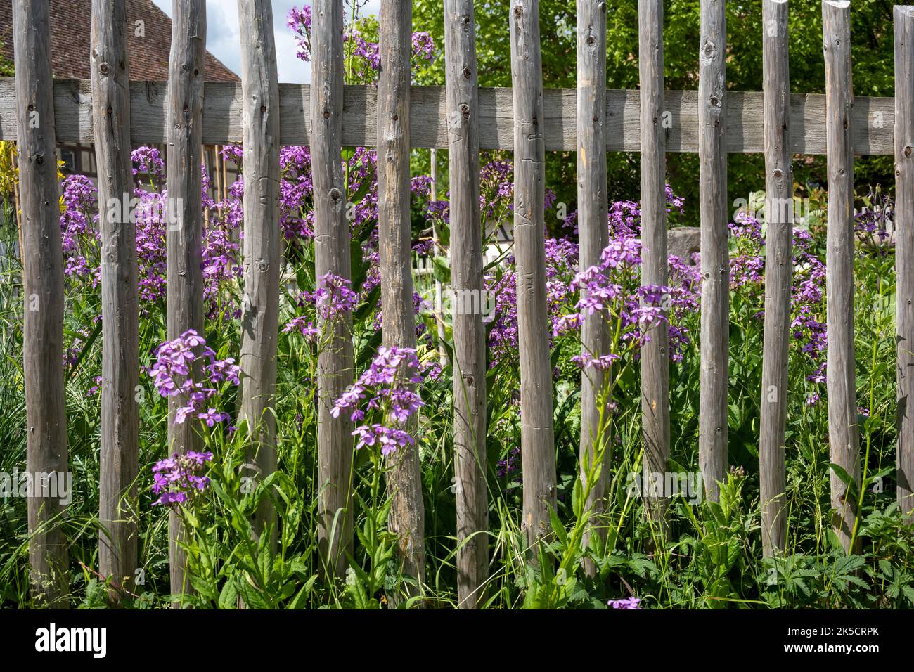Old wooden picket fence. Stock Photo
