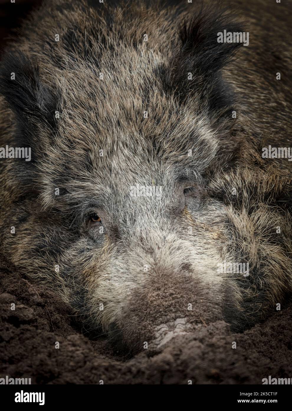 Wild boar in mud Stock Photo