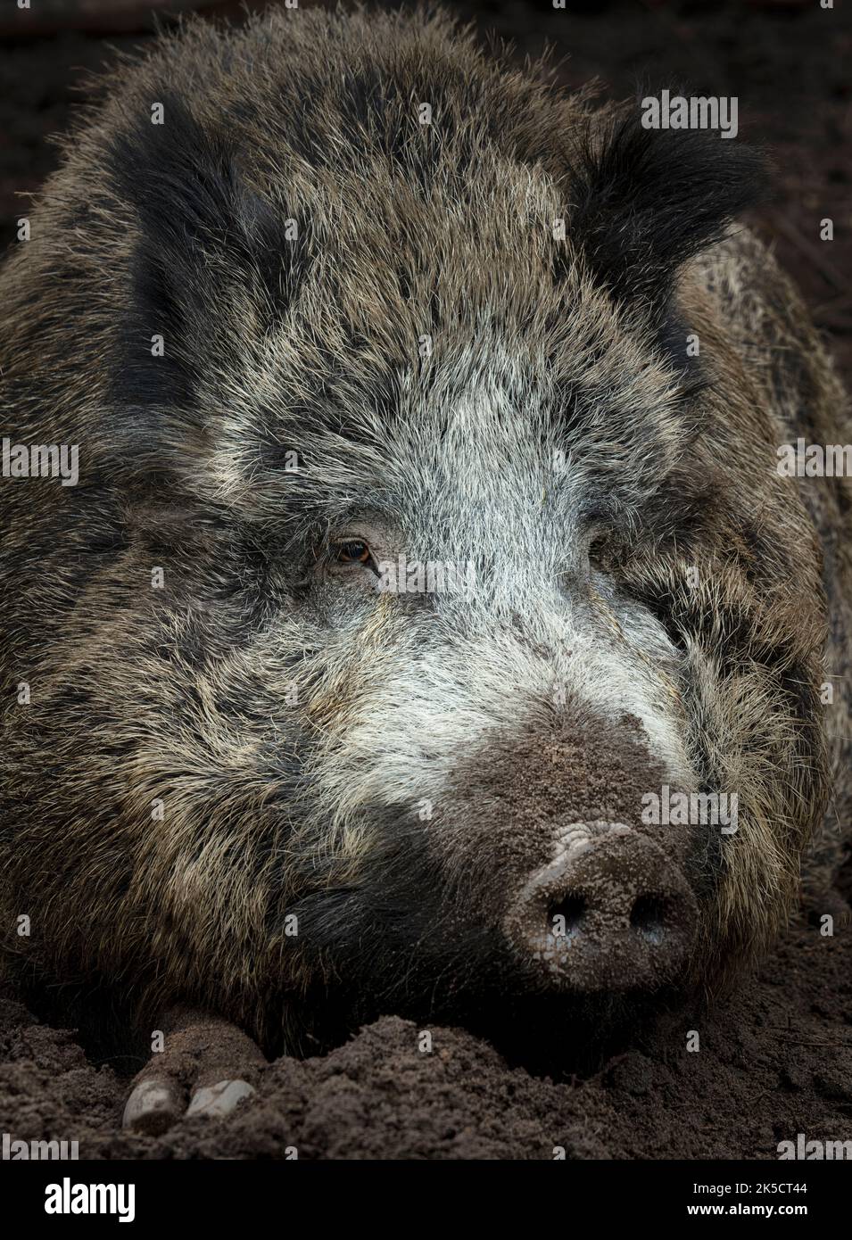 Smiling wild boar Stock Photo