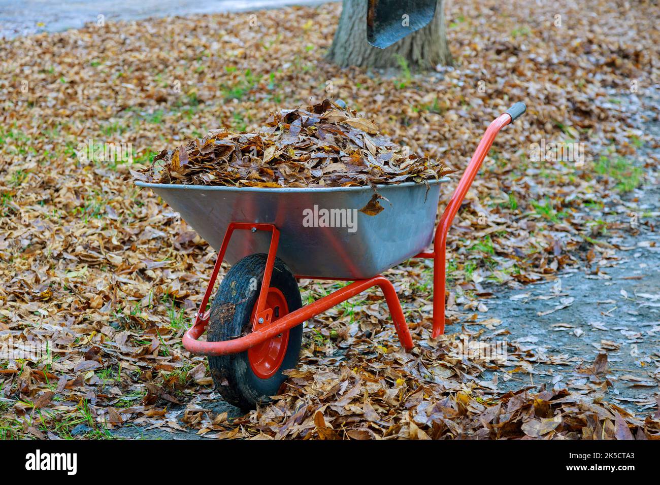 It municipal worker is cleaning sidewalks in autumn fall with wheelbarrow full of dried leaves. Stock Photo