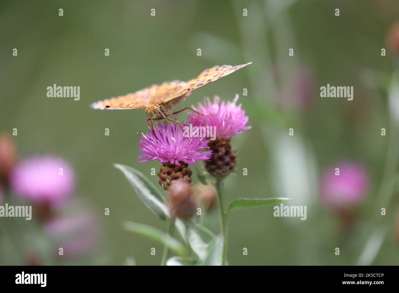 fritilary butterfly pollinating some beautiful knapweed flowers Stock Photo