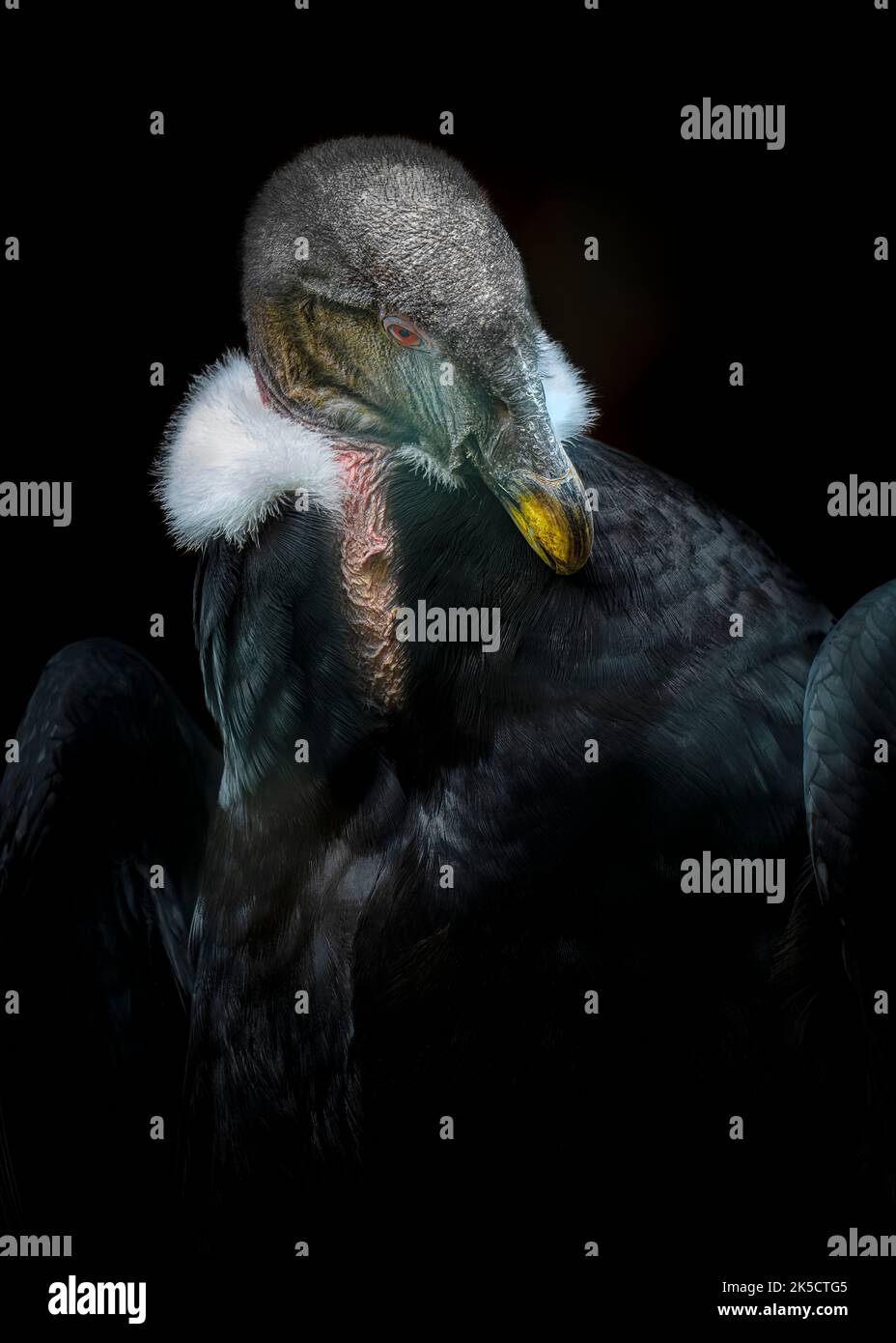 Ande condor hi-res stock photography and images - Alamy