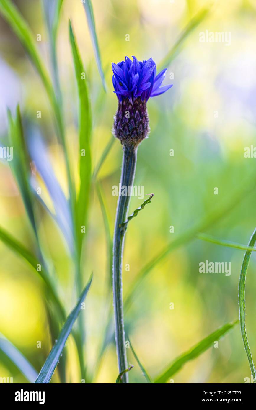 Cornflower 'Blue Diadem Stock Photo Alamy