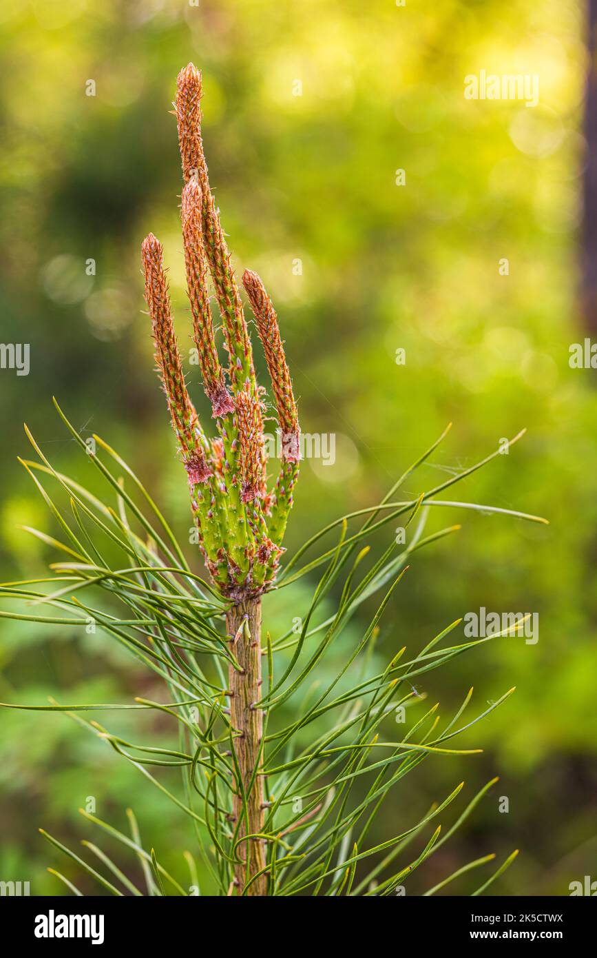 Pinus sylvestris seed hi-res stock photography and images - Alamy