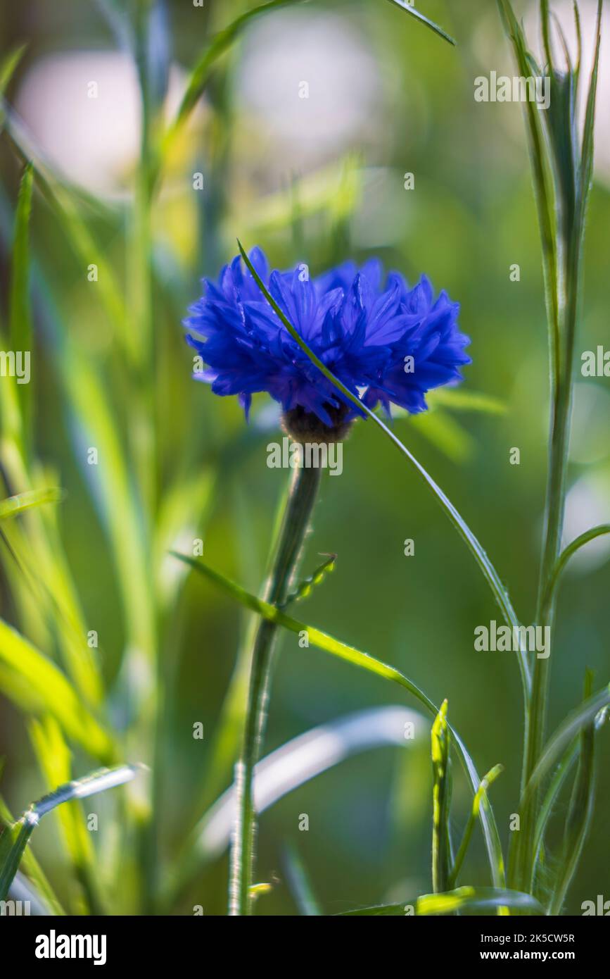 Cornflower 'Blue Diadem Stock Photo Alamy