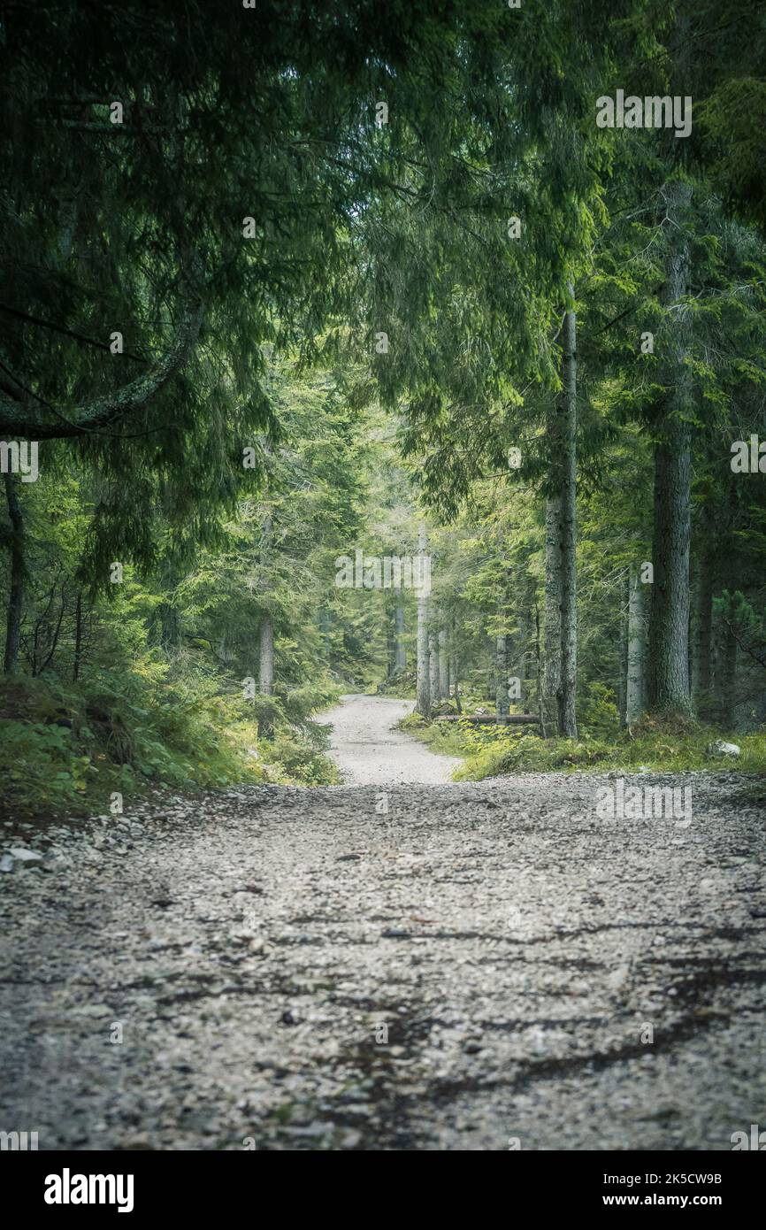 Italy, Veneto, province of Belluno. Forest gravel path, coniferous forest, Dolomites Stock Photo