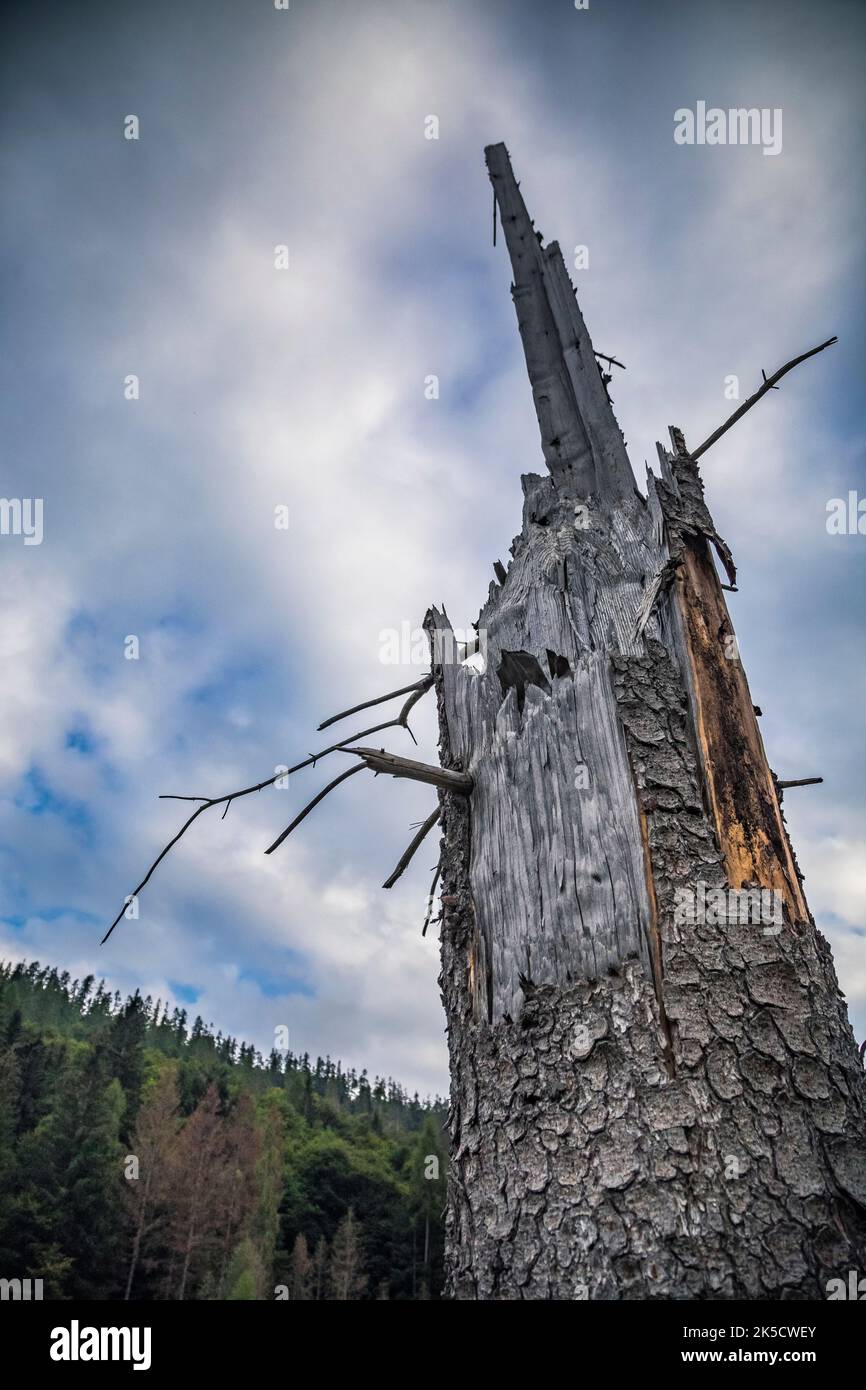 Broken trunks hires stock photography and images Alamy