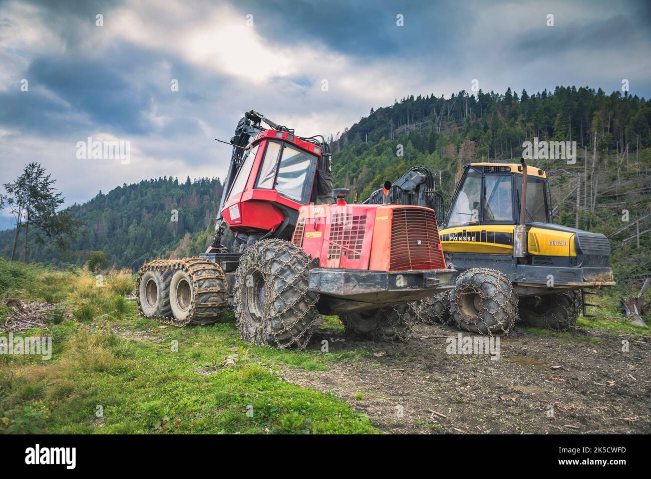 Italy, Veneto, provnce of Belluno, Dolomites. Harvester and Forwarder forestry vehicle in a forest hit by the storm Vaia Stock Photo