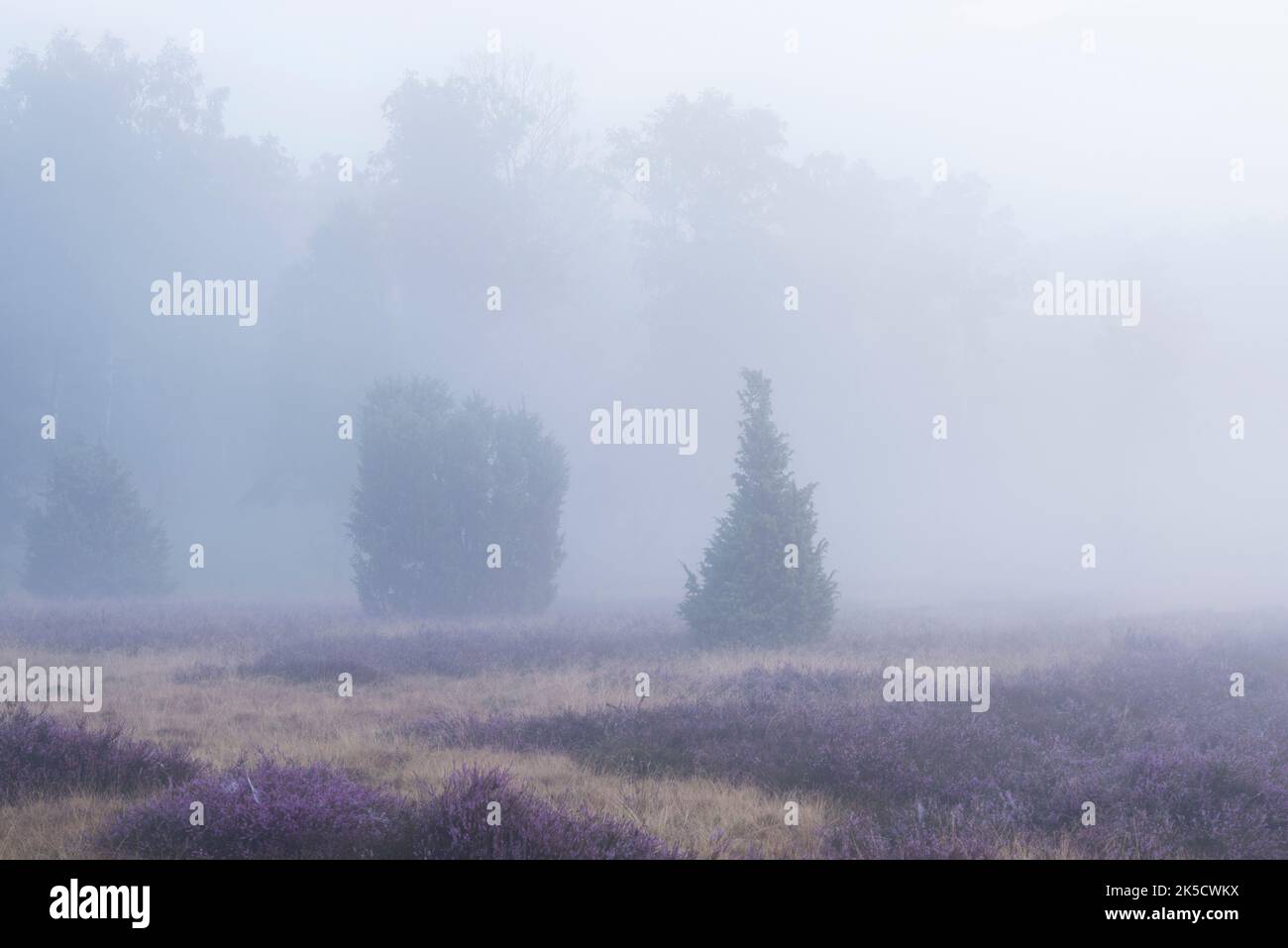 Juniper bushes and flowering heather in dense fog, Oberoher Heide, Faßberg municipality, South Heath Nature Park, Lüneburg Heath, Germany, Lower Saxony Stock Photo
