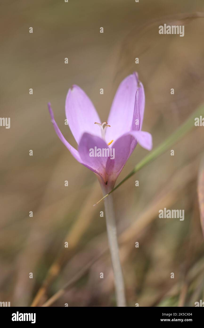 autumn crocus flower in early fall Stock Photo