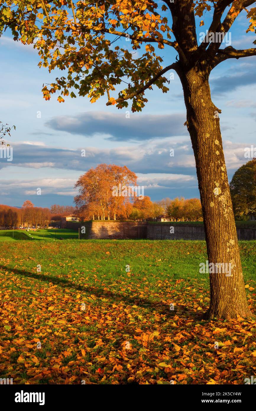 Autumn and foliage in Lucca. Anciet city walls park with autumnal leaves at sunset Stock Photo
