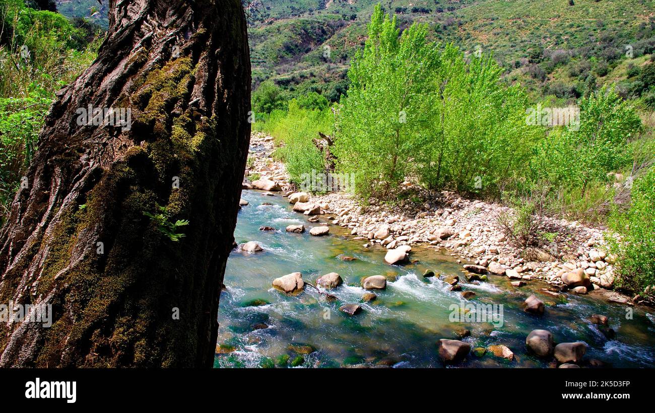 Italy, Sicily, Madonie National Park, spring, tree trunk, stream, stones, bushes Stock Photo