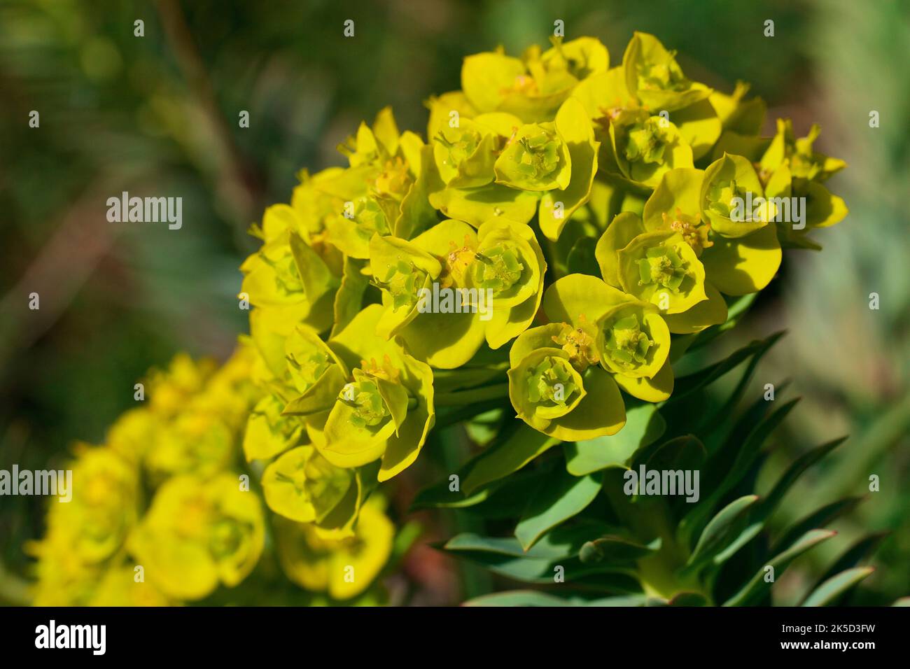 Italy, Sicily, Madonie National Park, spring, macro shot, small yellow flowers Stock Photo