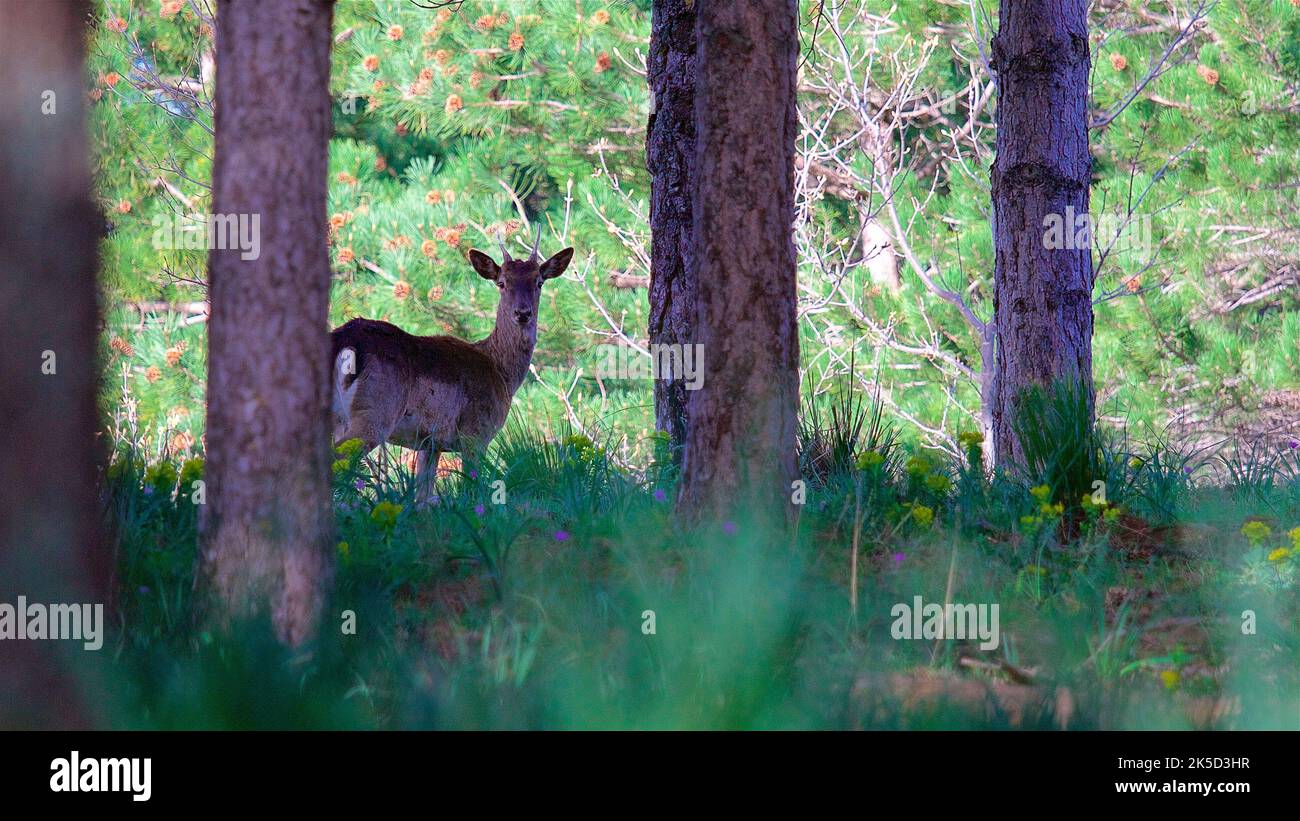 Italy, Sicily, Madonie National Park, forest, deer between trees Stock Photo