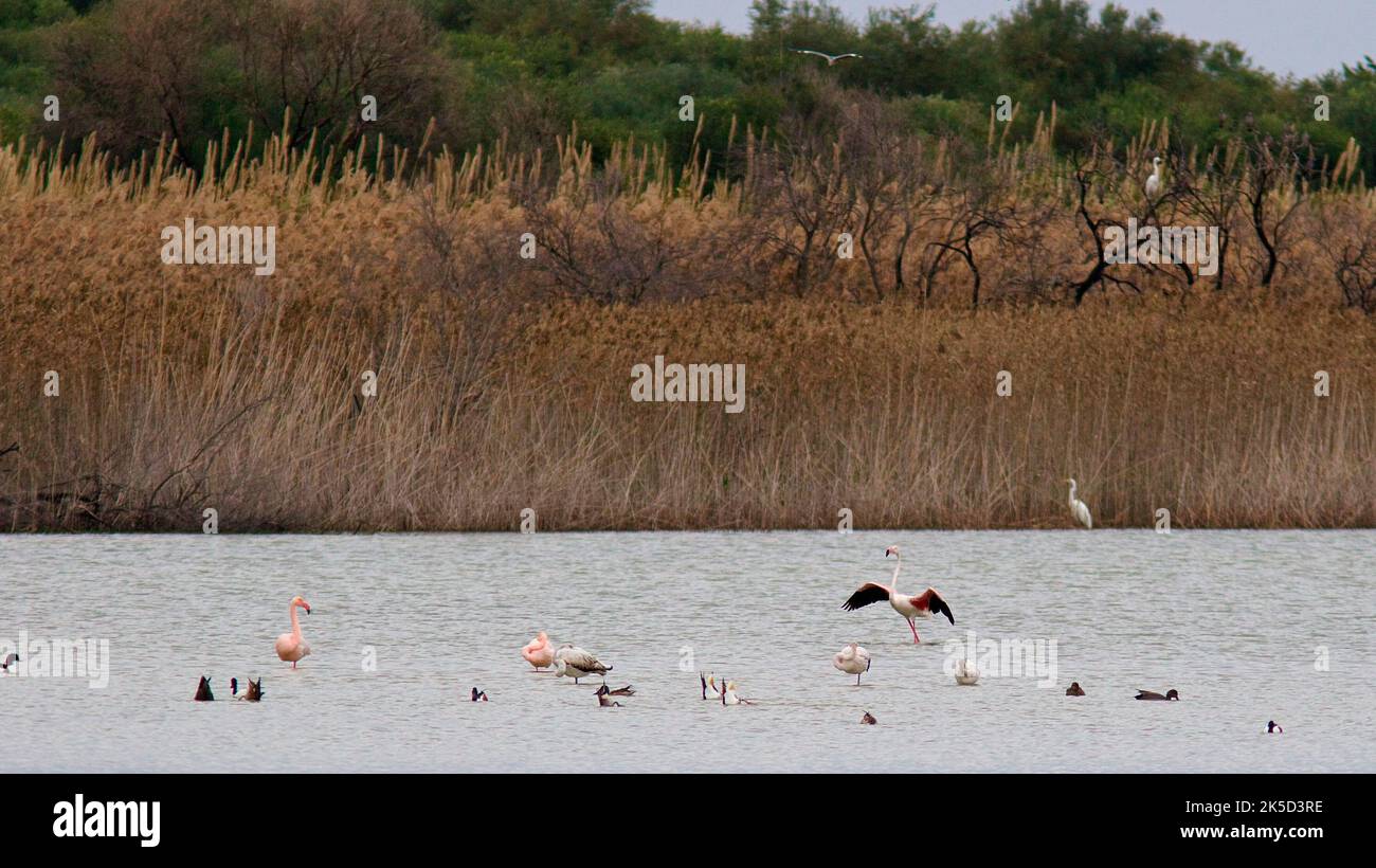 Italy, Sicily, east coast, bird sanctuary Vendicari, various water birds a.o. flamingos in the water, reed grass on the shore Stock Photo