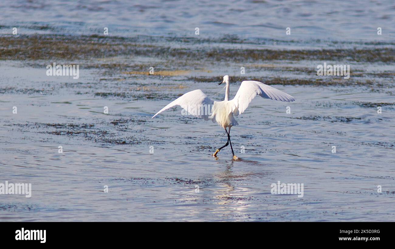 Italy, Sicily, east coast, bird sanctuary Vendicari, single heron dancing on the water... Stock Photo