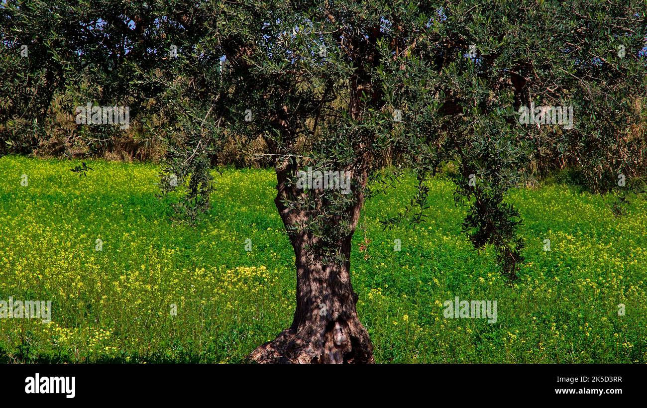 Italy, Sicily, east coast, bird sanctuary Vendicari, single olive tree on green spring meadow with yellow flowers Stock Photo