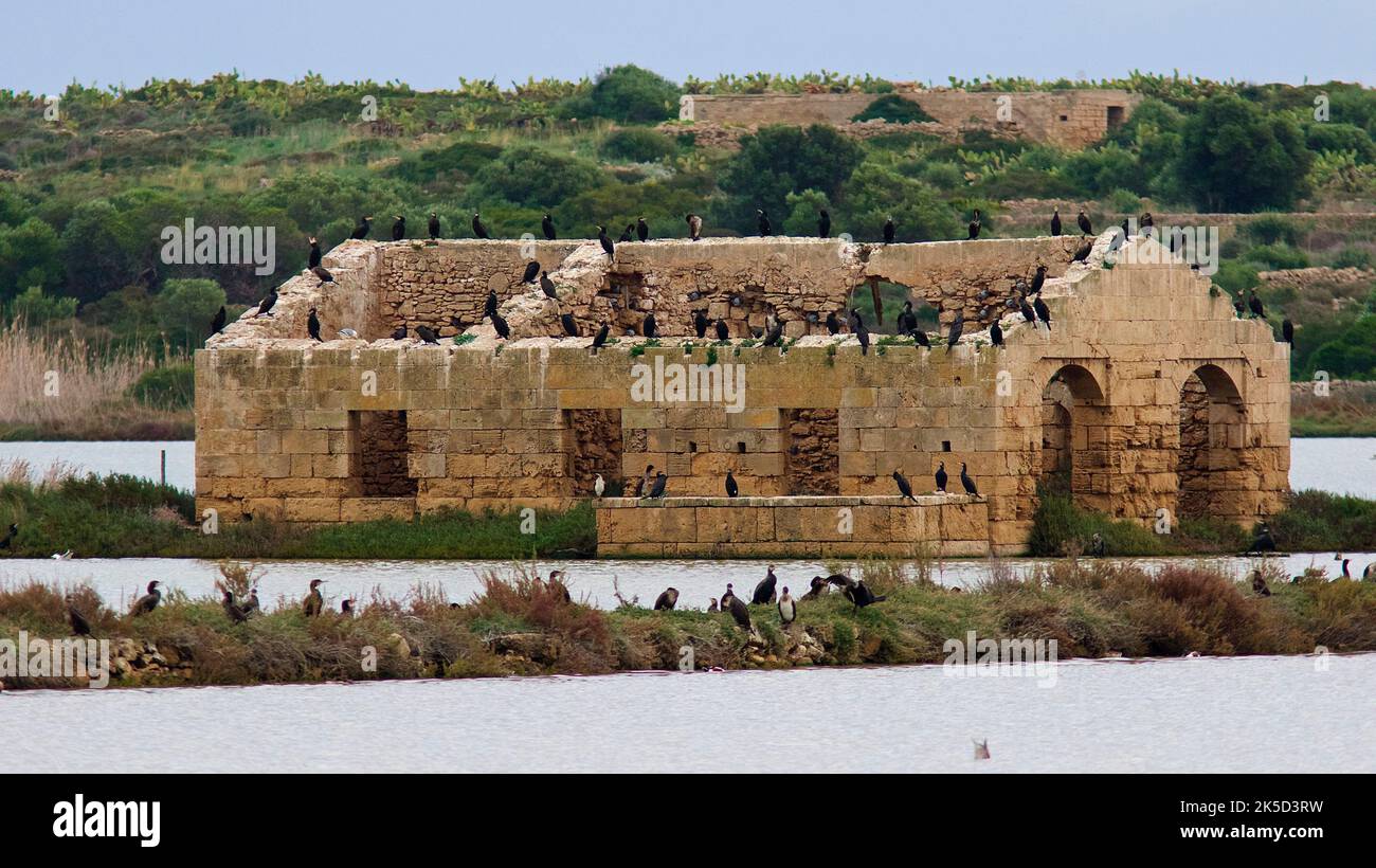 Italy, Sicily, east coast, bird sanctuary Vendicari, ruined building on island in water, no roof, very many black water birds sitting on the building, overgrown sandbank Stock Photo