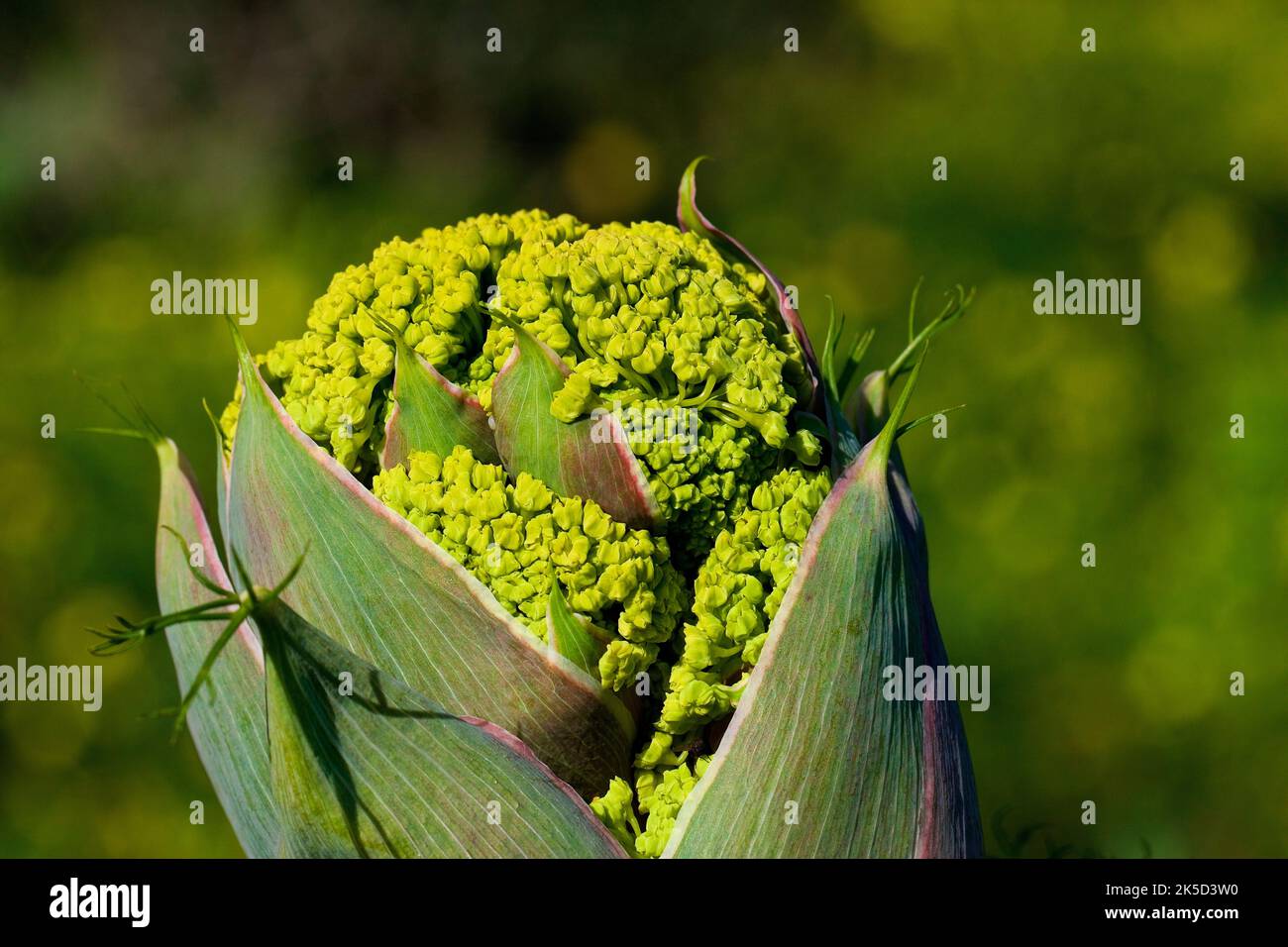 Italy, Sicily, Zingaro National Park, spring, macro, single calyx, small yellow flowers, background blurred Stock Photo