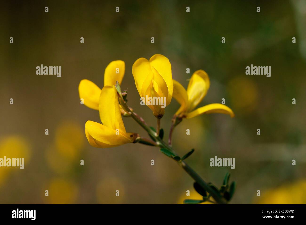 Italy, Sicily, Zingaro National Park, spring, macro, yellow flowers backlit, background blurred Stock Photo