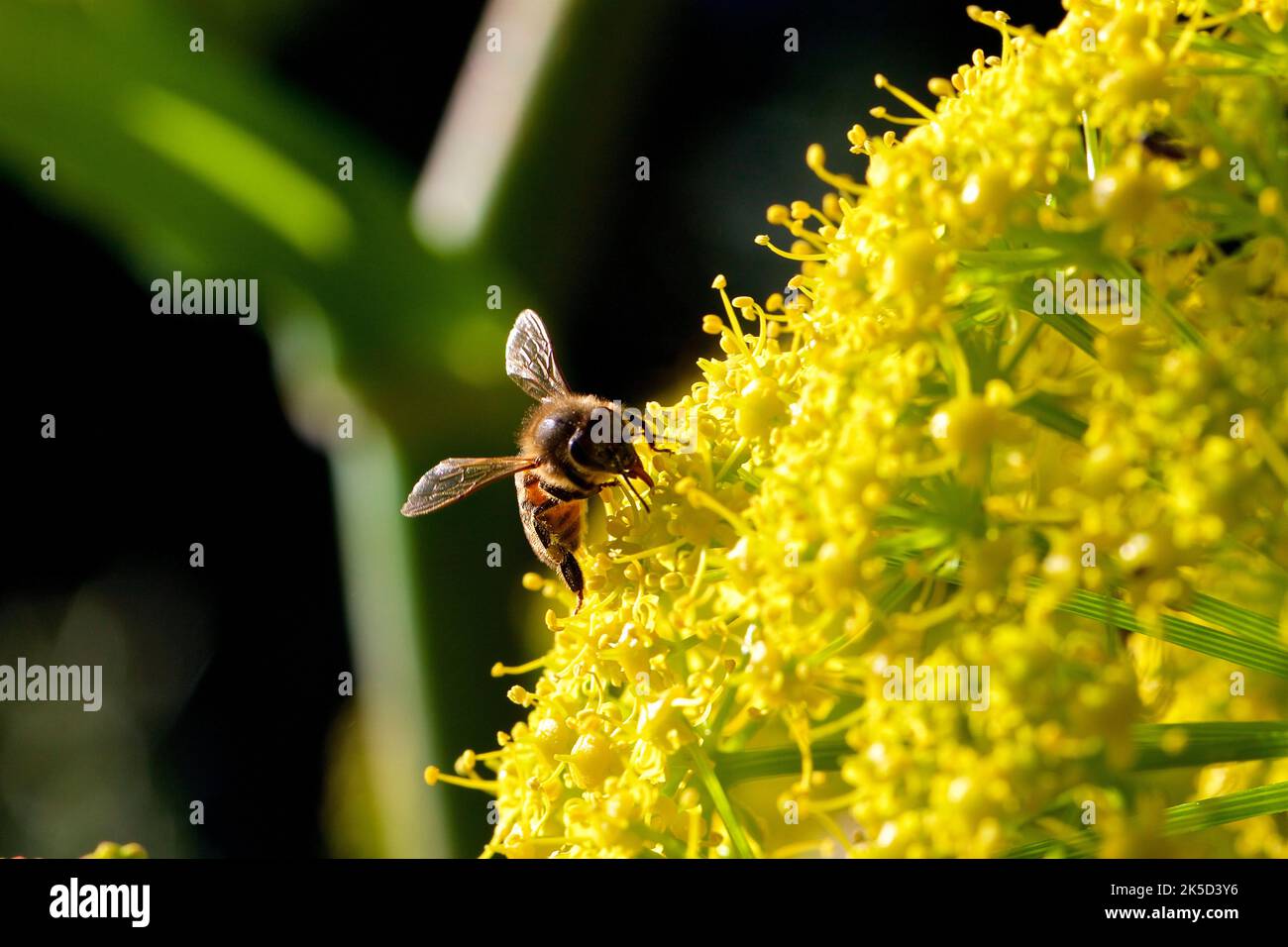 Italy, Sicily, Zingaro National Park, spring, macro, details of a large flower consisting of many small yellow flowers, bee, background blurred Stock Photo