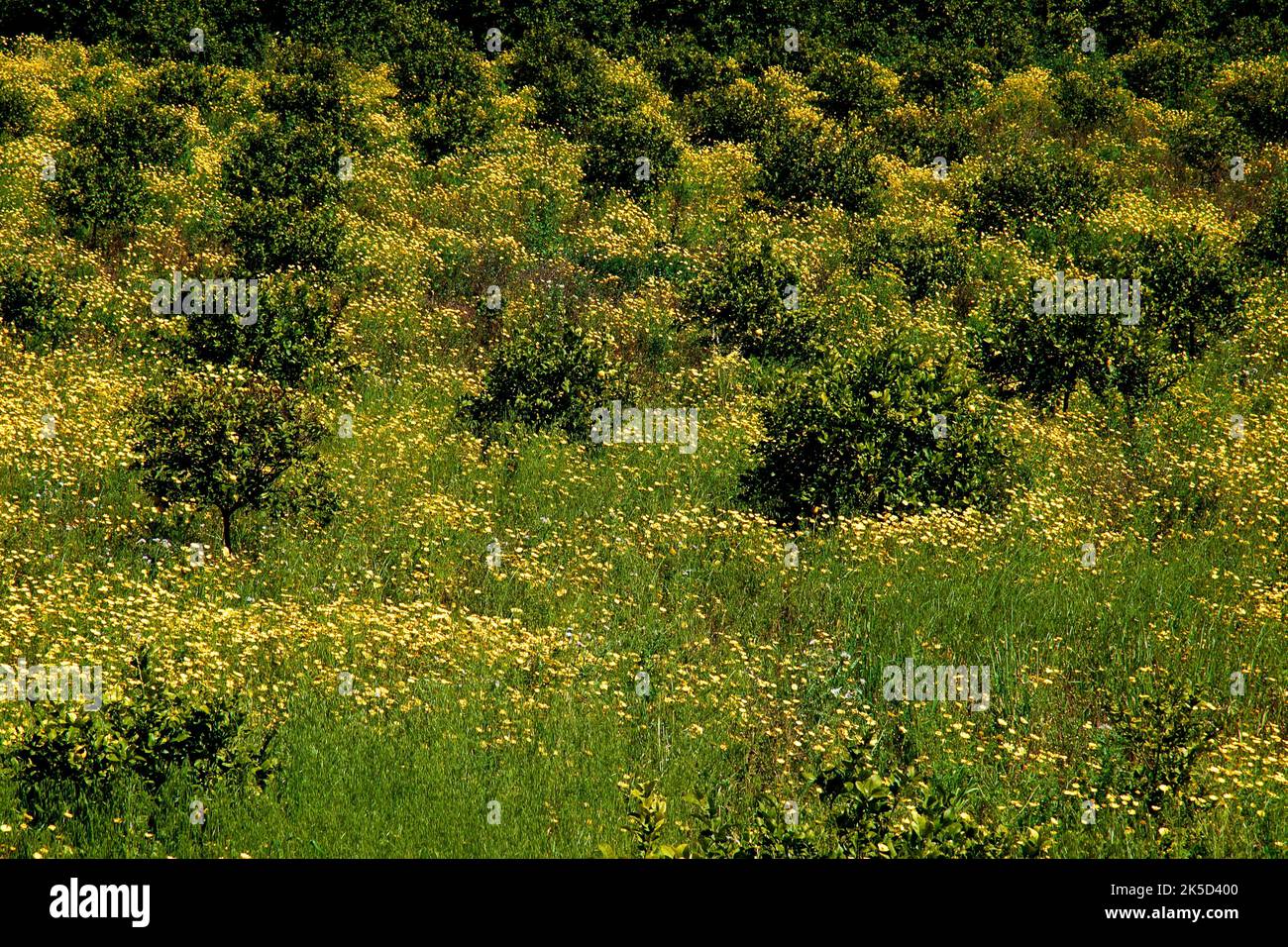 Italy, Sicily, east coast, Vendicari bird sanctuary, lemon grove, spring meadow, yellow flowers Stock Photo