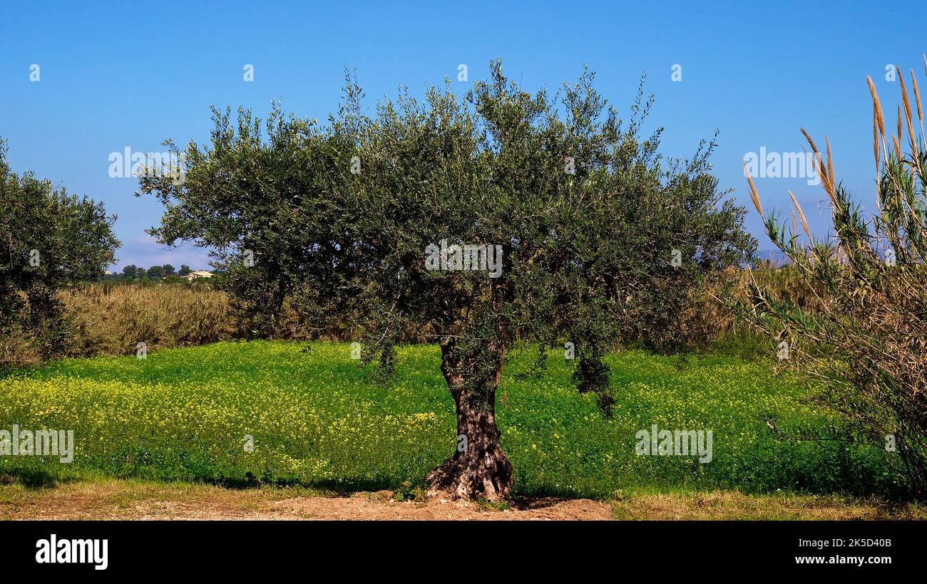 Italy, Sicily, east coast, bird sanctuary Vendicari, single olive tree in front of green spring meadow with yellow flowers, reed grass, blue cloudless sky Stock Photo