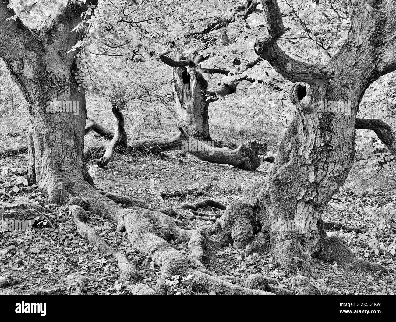 Europe, Germany, Hesse, Waldecker Land, Kellerwald-Edersee Nature Park, Bad Wildungen, 'Hutewald Halloh' nature reserve, ancient hute beech (Fagus sylvatica) Stock Photo