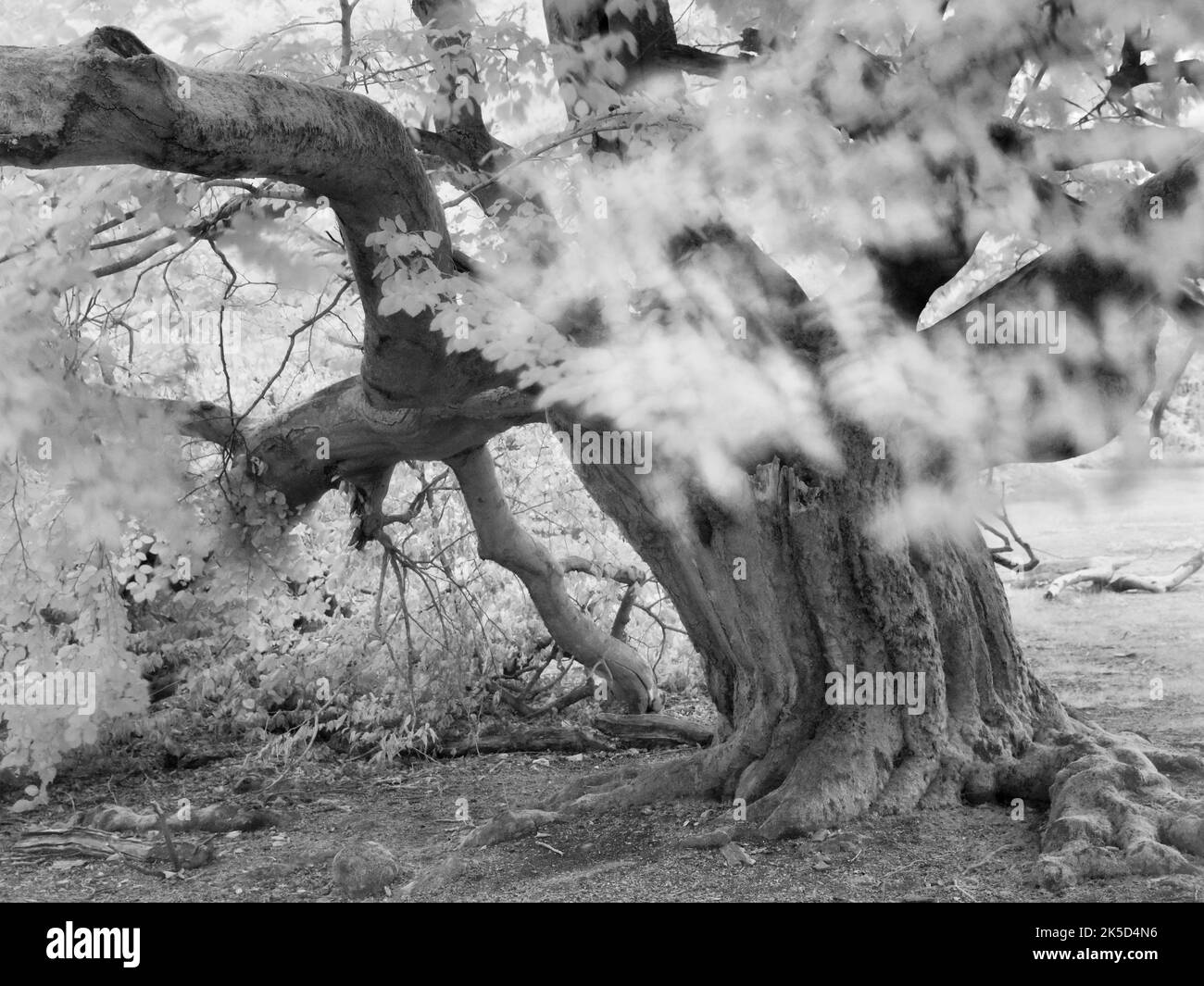 Europe, Germany, Hesse, Waldecker Land, Kellerwald-Edersee Nature Park, Bad Wildungen, "Hutewald Halloh" nature reserve, ancient hute beech (Fagus sylvatica) Stock Photo