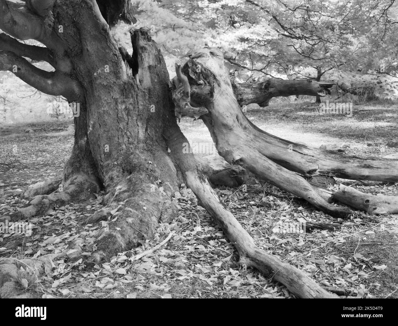 Europe, Germany, Hesse, Waldecker Land, Kellerwald-Edersee Nature Park