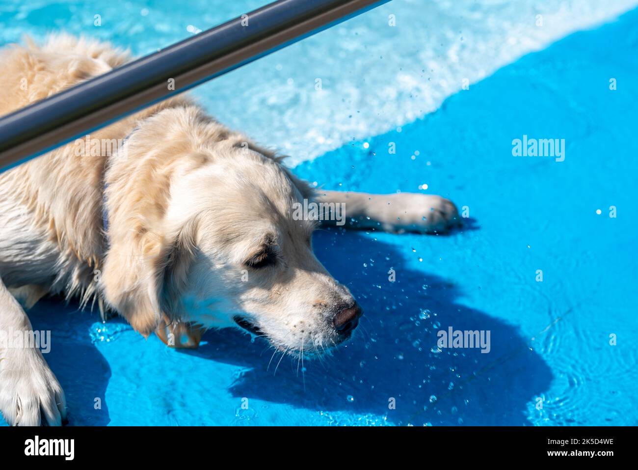 Can Dogs Drown In Swimming Pools