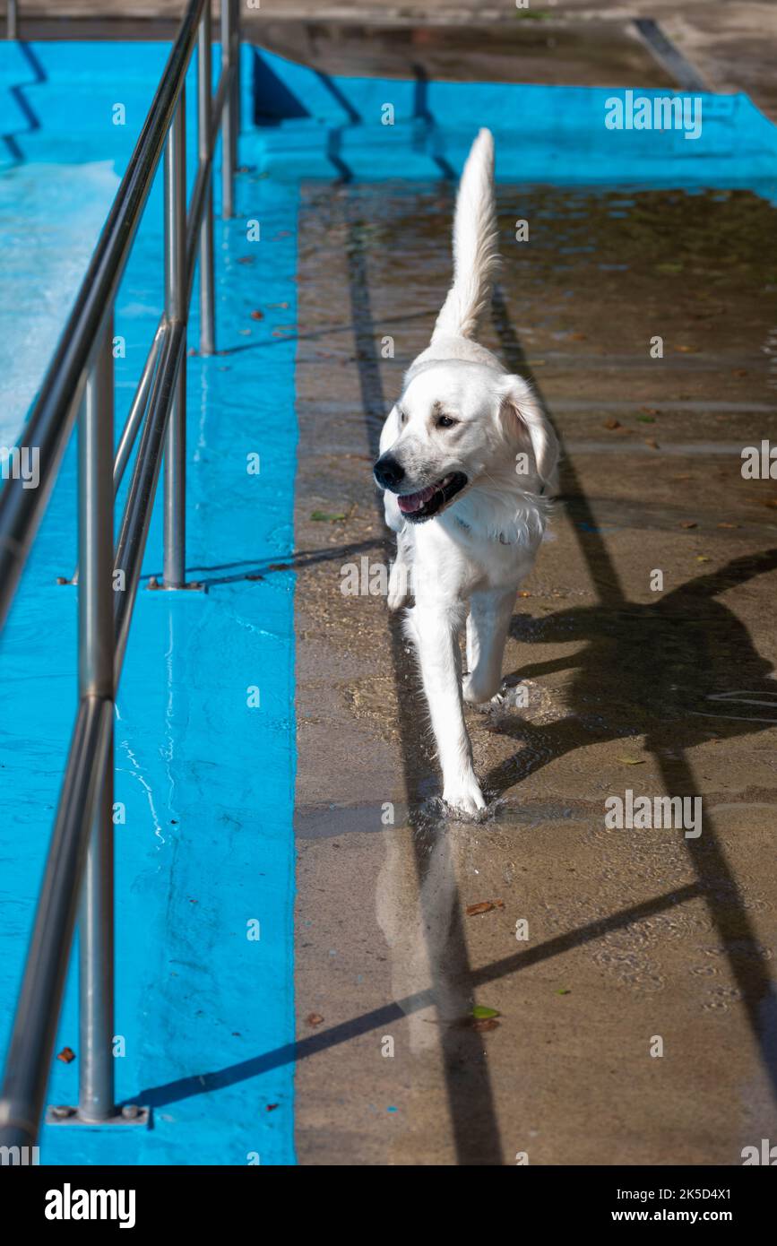Dog running along the edge of the pool in the outdoor pool, dog, dog
