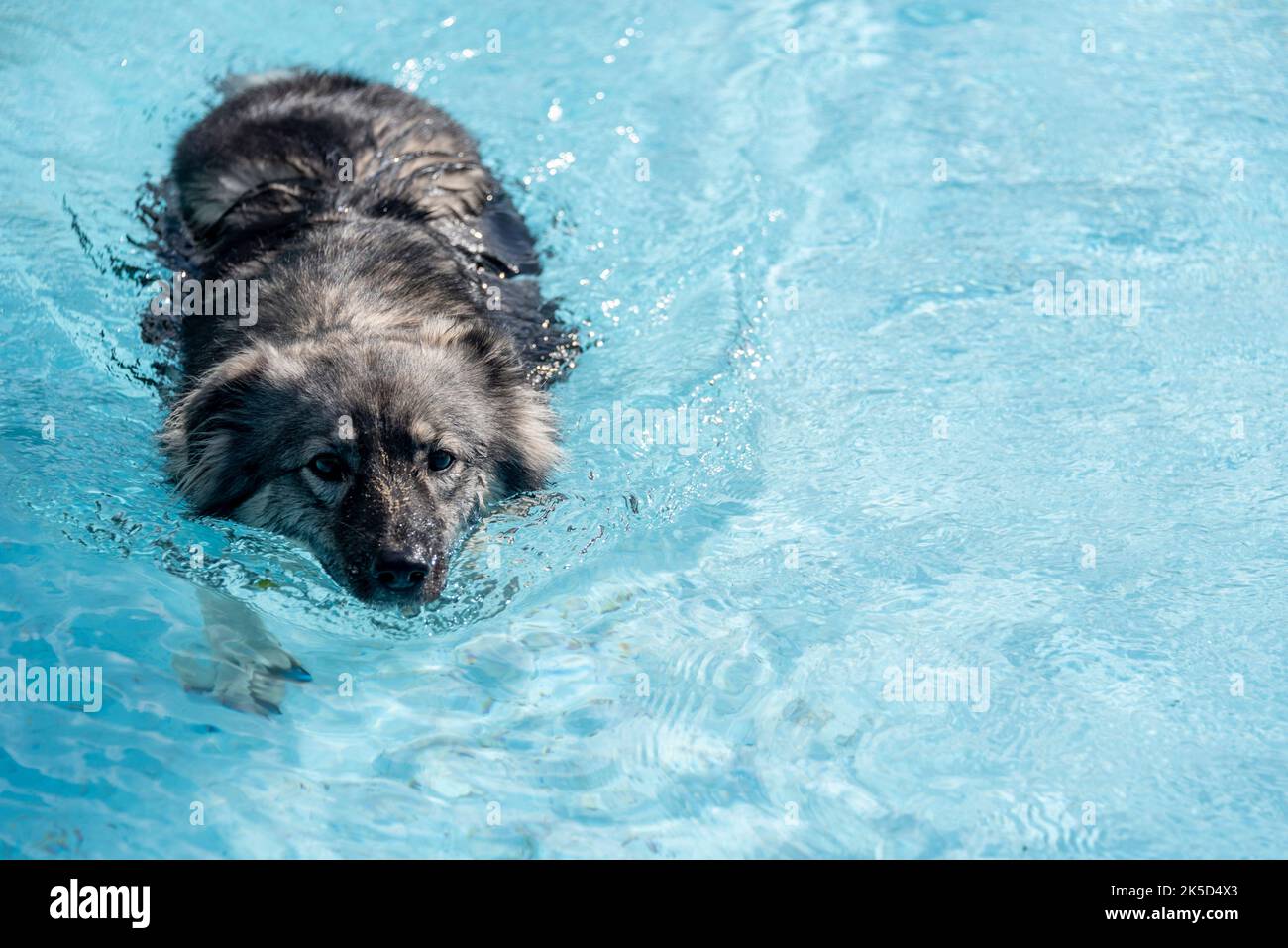 Dog in outdoor pool, dog, dog bathing day Stock Photo Alamy