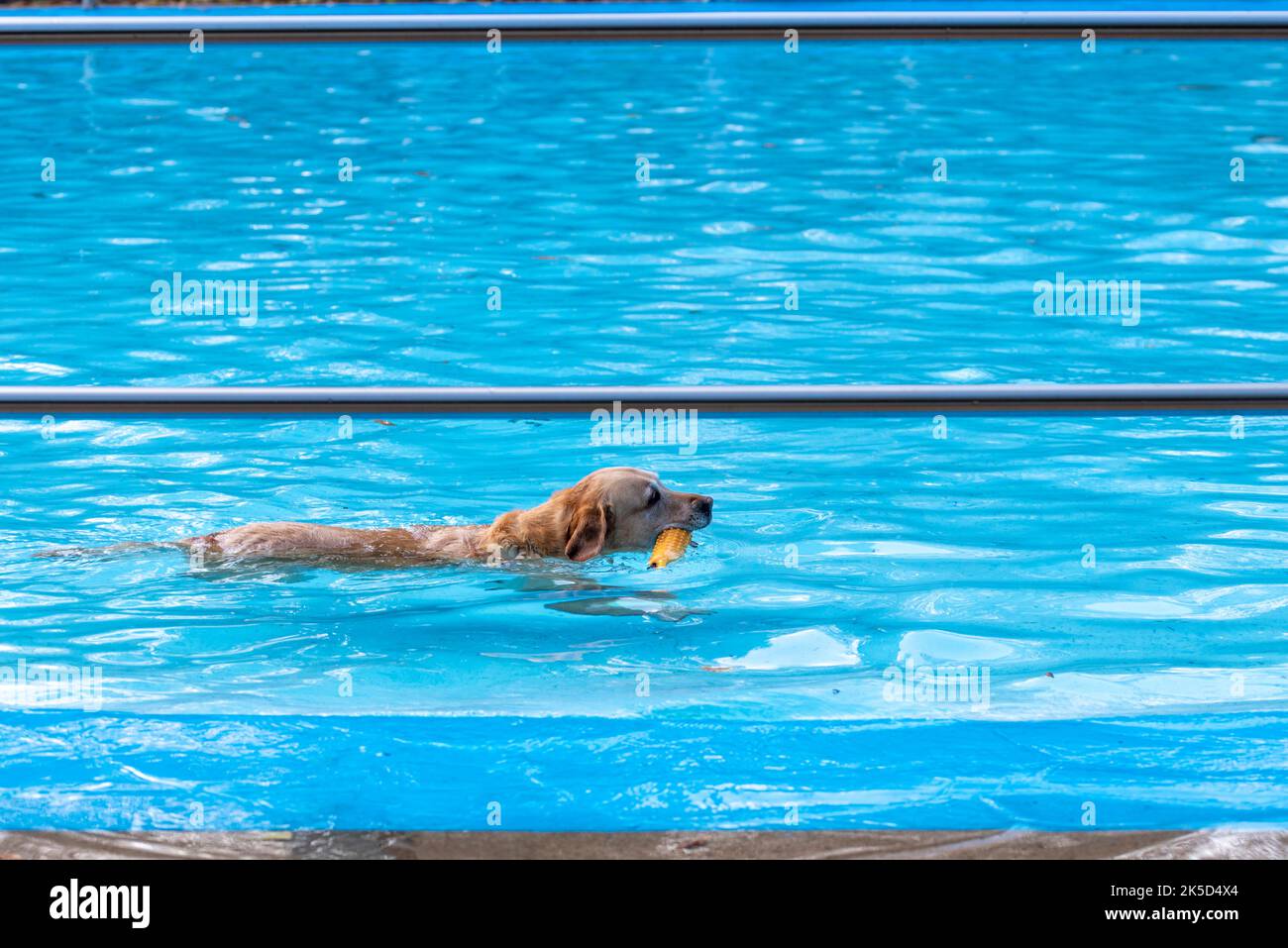 Golden retriever with toy in outdoor pool, dog, dog bathing day, Stock Photo