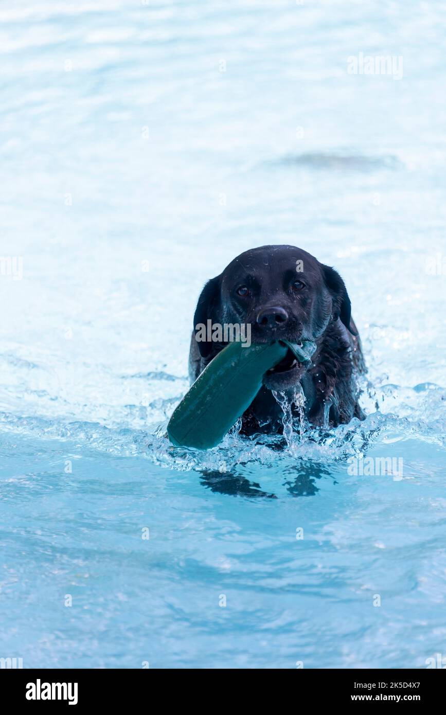 Swimming dog with toy in outdoor pool, dog swimming day Stock Photo