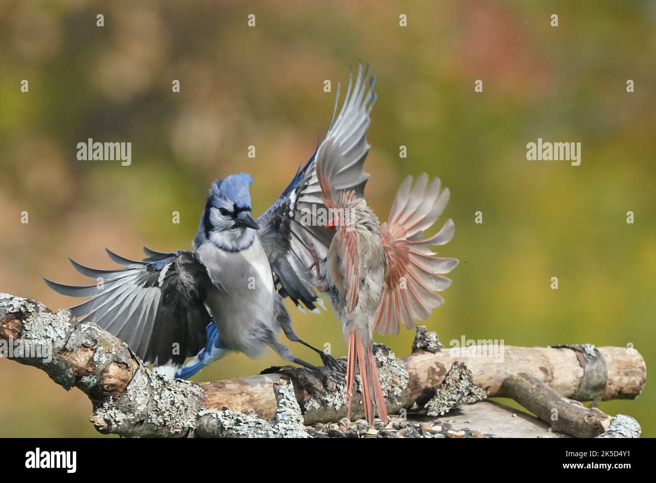 Blue Jay fighting with Female Cardinal Stock Photo